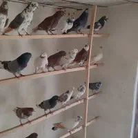 کبوتر پرشی