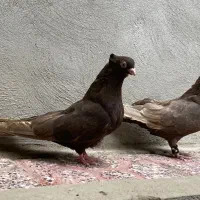 کبوتر فیلی شاهنشاهی