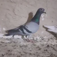 کبوتر