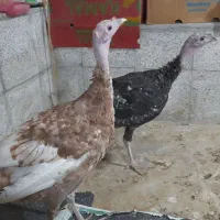 بوقلمون زیبا
