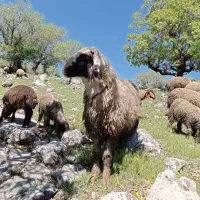 چوپانی
