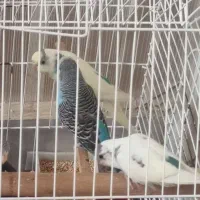مرغ عشق|پرنده|زنجان, |دیوار