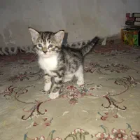 بچه گربه
