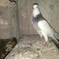 طوقی