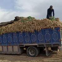 خرید فروش سیر قرمز وسفید علفی همدان