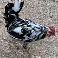 تعدادی خروس گلین ۷۰۰