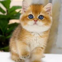 بچه گربه بریتیش گلد اصیل
