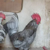 خروس پاکر