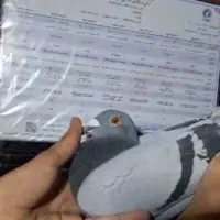 کفتر