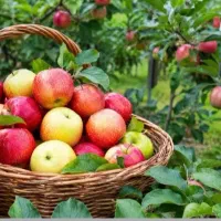 اکیپ چیدن میوه هستیم