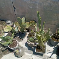گل های کاکتوس