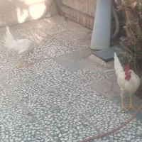 ۲تا خروس 8ماهه بخون پرصدا
