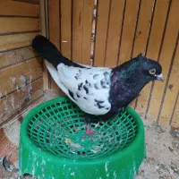 سینه ای سیاه نر گرفتنی