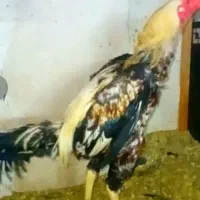 خروس لاری ۱۰ماهه
