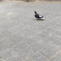 مفت