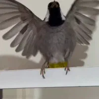 قناری گمشده گلزار شهدا