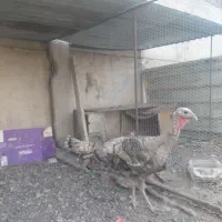 بوقلمون ماده