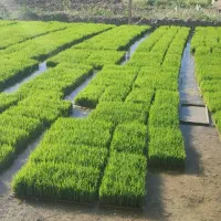 بذر سینی نشا کامفیروزی