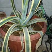 گل آگاو ابلغ باگلدان بسیار بزرگ