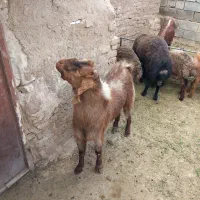 نر بز تکه نژاد زرد باژیکی