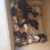 جوجه گلین خال سوزنی