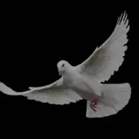 جوجه کله دم بور گم کردم
