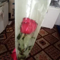 گل طبیعی|گل و گیاه طبیعی|مشهد, شهید هاشمی نژاد|دیوار