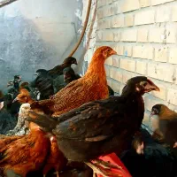 جوجه مرغ و خروس محلی گلپایگانی