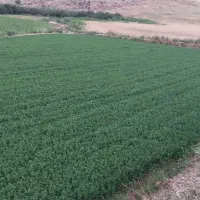 یونجه ساقه باریک بغدادی