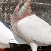 کفتر بوم