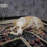 پیدا شده