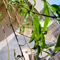 گل محبوبه