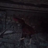۳عدد مرغ وخروس لاری
