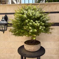 افرا تنه قطور، بونسای، بنسای