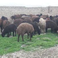 بره نر