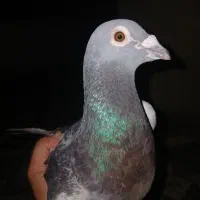 کبوتر آلمانی