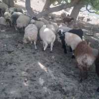 بره نر
