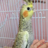 جوجه عروس هلندی نرمه خور