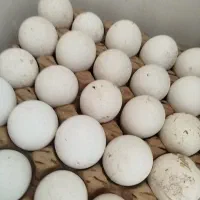تخم بوقلمون محلی اصل