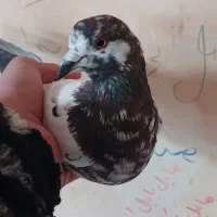 کبوتر ماده سرحال سالم