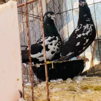 کبوترپاکستانی