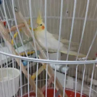 عروس هلندی
