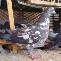 قاره کاکلی تیر ماهی ۴۰۰