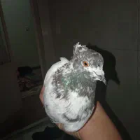 کفتر باخ رفته