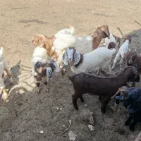 بره نرینه