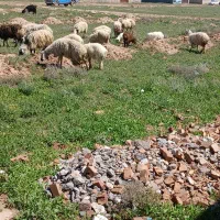 میش زاییده بره درشت و پرشیر