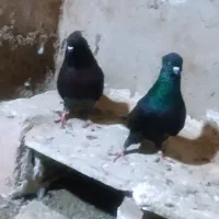 کبوترنقش