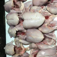 غذای سگ و گربه