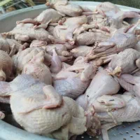 بلدرچین پاک کرده کشتار امروز صبح