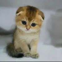 توله گربه اسکاتیش بریتیش